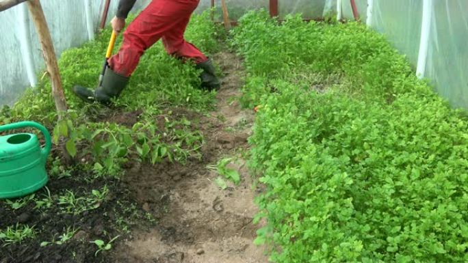 园丁在温室中使用绿肥芥菜植物