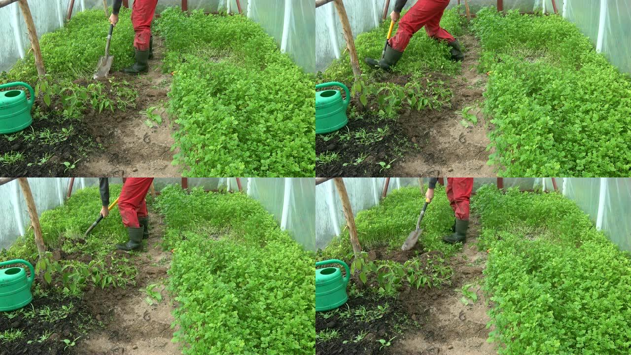 园丁在温室中使用绿肥芥菜植物