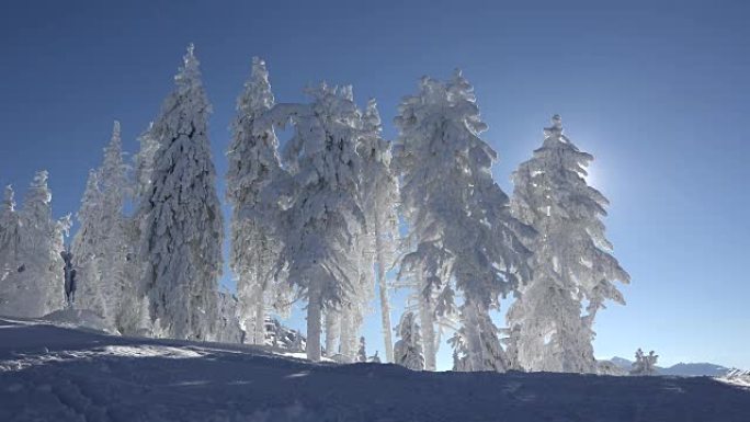 灿烂的冬季景观，充满雪的枞树，宁静的蓝天，阳光明媚的日子