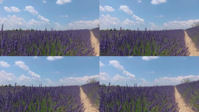 蜜蜂为薰衣草花授粉。摄录机从左向右缓慢转动。普罗旺斯。法国。