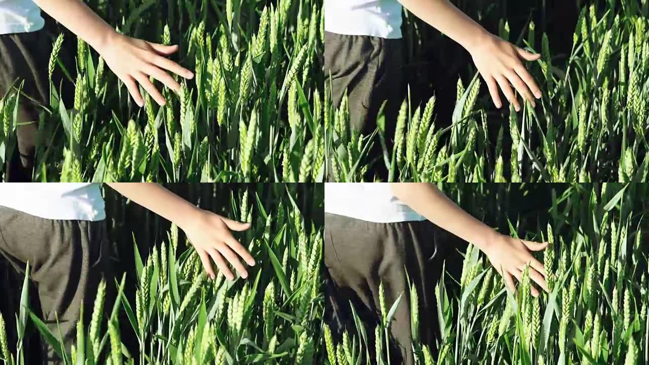 夏天，男孩正在田间的绿色小麦穗上把手。