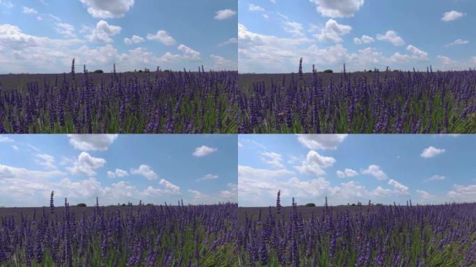 蜜蜂为薰衣草花授粉。摄录机从左向右缓慢转动。普罗旺斯。法国。