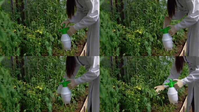 处理温室中西红柿的原型。