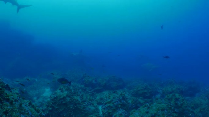 在深海礁石巡游的扇形锤头鲨群