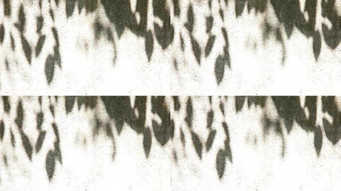 墙上的叶子阴影，泰国清迈