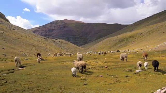 Alpagas在秘鲁Raimbow山周围的田野中