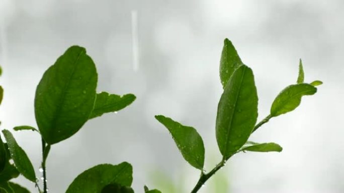 雨水下降到叶4k分辨率