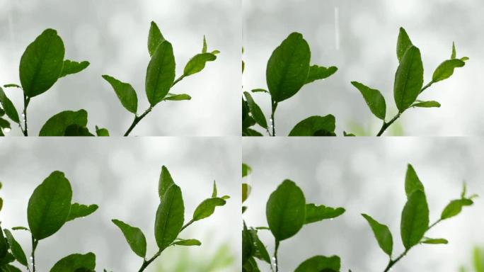 雨水下降到叶4k分辨率