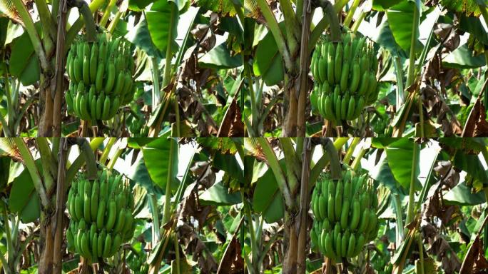 香蕉树与绿色香蕉