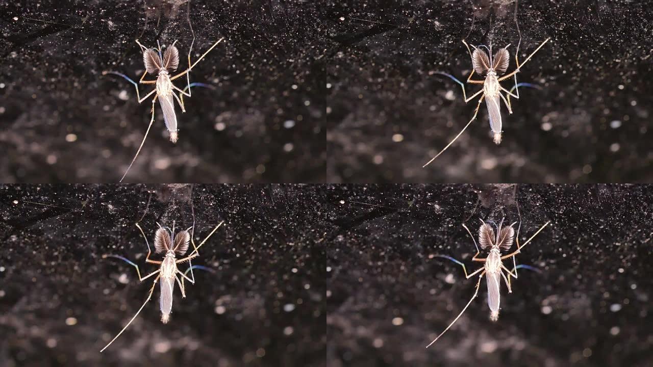 镜子墙上的蚊子在移动它的长鼻