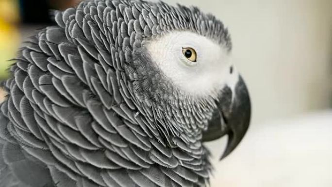 红尾一夫一妻制非洲刚果灰鹦鹉，Psittacus erithacus。同伴Jaco是赤道地区流行的鸟