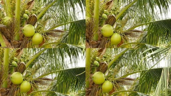 异国情调的绿色棕榈树叶子的特写镜头，里面有新鲜的新鲜圆形椰子水果簇，里面有牛奶。自然质地。热带象征。