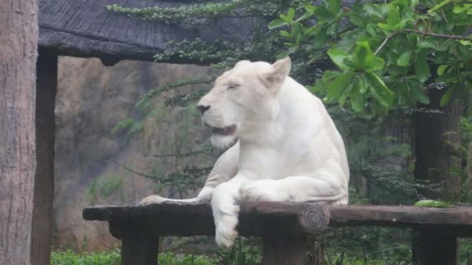 白狮子躺在一个木盘上。白天。