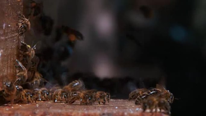 欧洲蜜蜂，蜜蜂蜜蜂，蜂巢入口处的黑蜜蜂，带着装满花粉的球到达的蜜蜂，诺曼底的蜂巢，实时4K