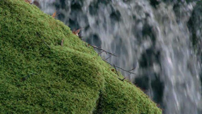 秋天，苏格兰林地瀑布前的苔藓覆盖了岩石