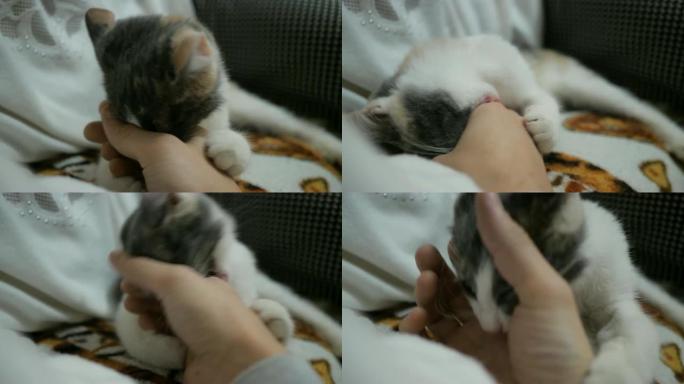 猫抓住手，试图咬