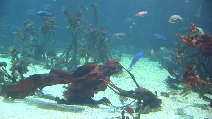 鱼-海洋生物-水下
