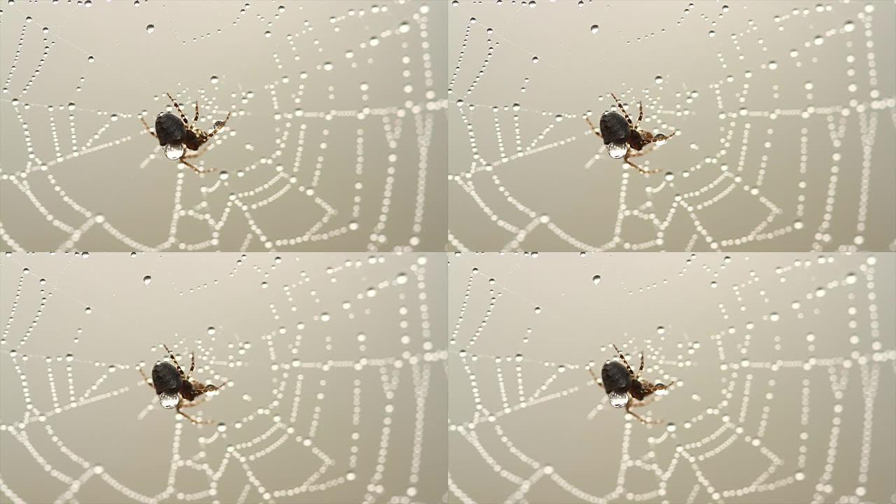 在雾蒙蒙的早晨，上面挂着露珠的蜘蛛网的4k镜头。柔和聚焦的令人惊叹的自然之美。雾蒙蒙的早晨，蜘蛛网上