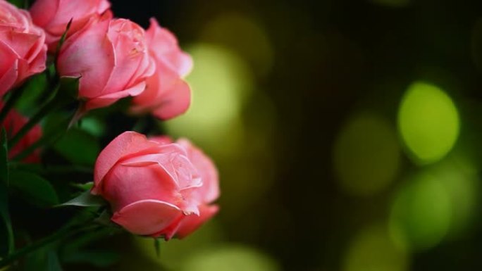 粉色玫瑰花高清素材金色博克