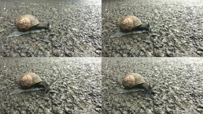 花园蜗牛在黑色沥青表面上缓慢爬行