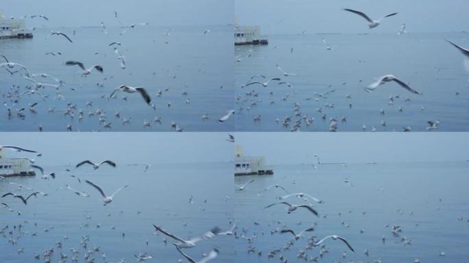 海鸥在岛上的海滩上飞翔