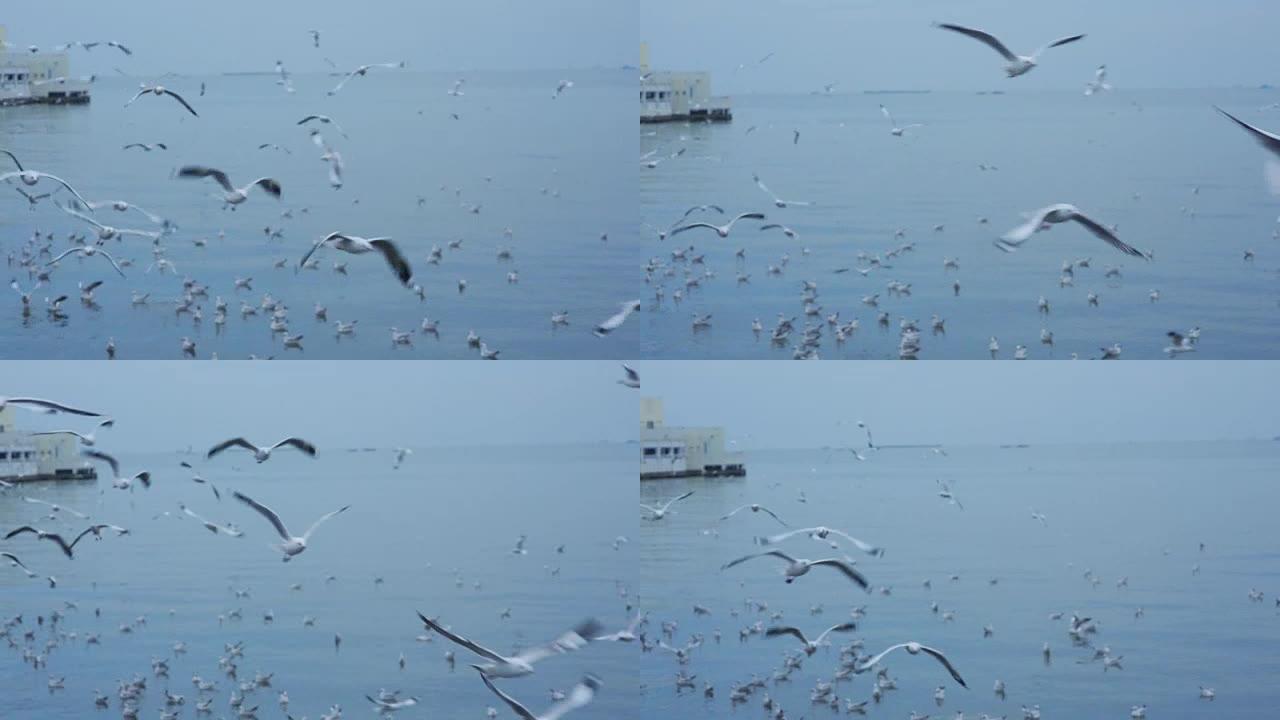 海鸥在岛上的海滩上飞翔