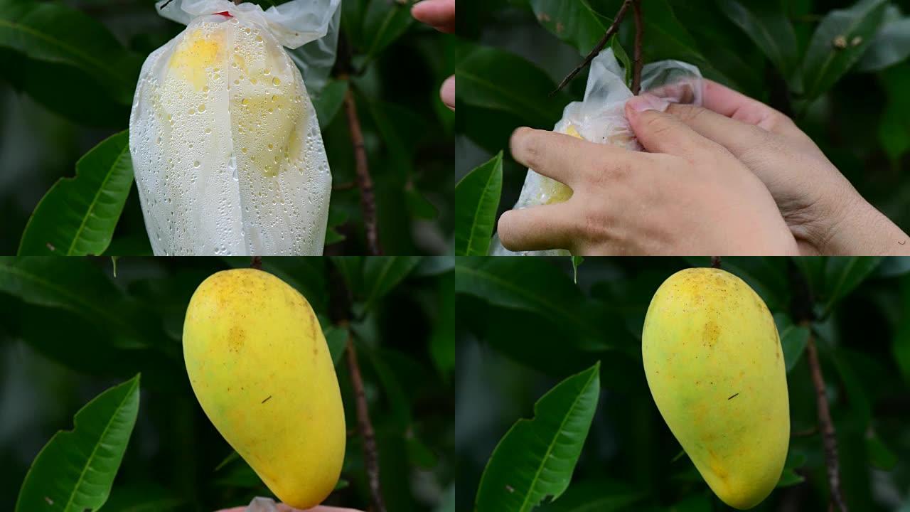用塑料袋包裹的未成熟芒果可防止昆虫和天气危害