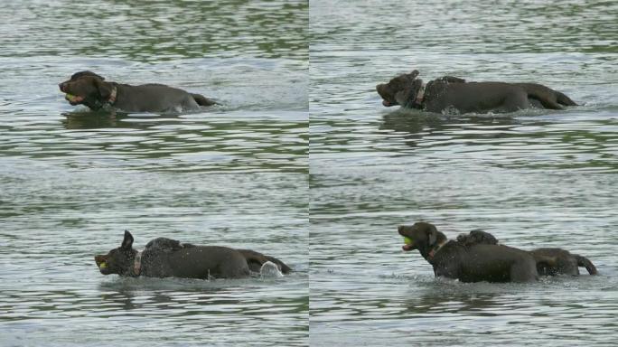 狗以4k慢动作60fps从水中取回球