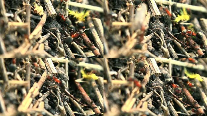 野生红蚂蚁建造蚁丘，实时拍摄，