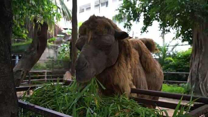 野生双峰驼食