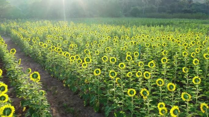 日出时向日葵花园的鸟瞰图。4k