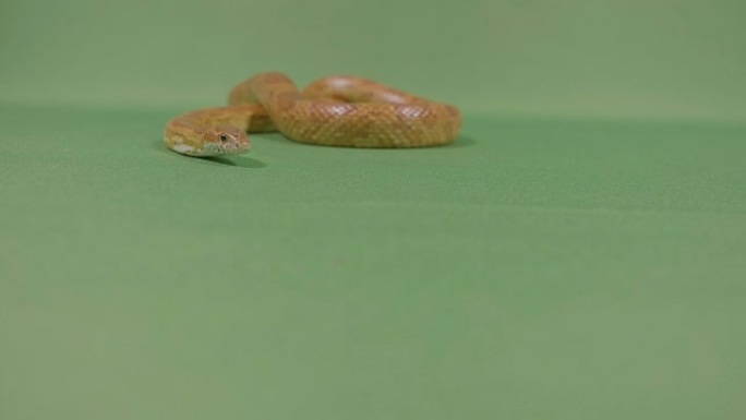 蛇毒蛇在绿色屏幕上滑行，移动分叉的舌头看起来很危险