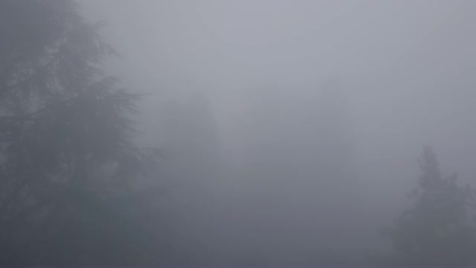 飞过树雾