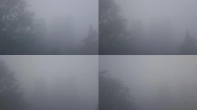 飞过树雾