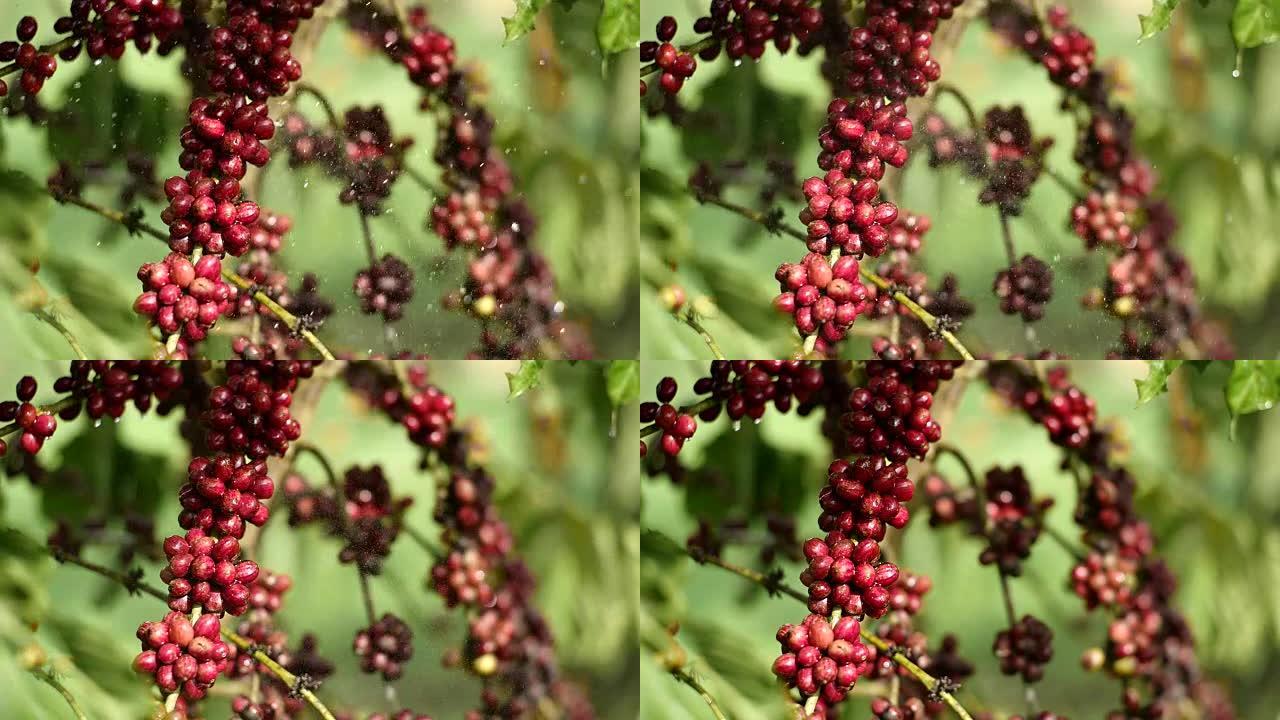 咖啡农场的樱桃咖啡