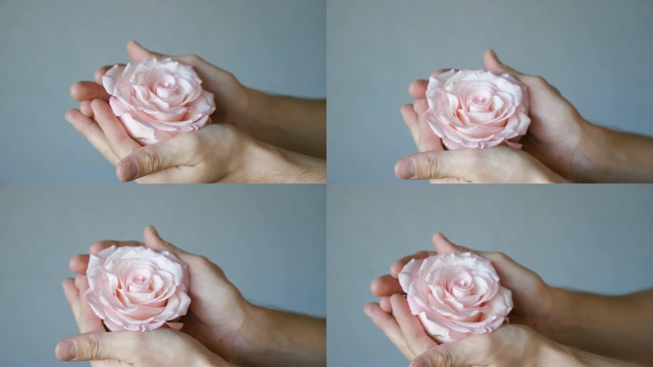 粉红色的玫瑰在女性手的灰色背景。