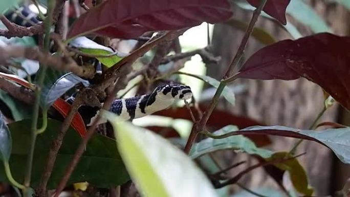灌木丛上的眼镜王蛇
