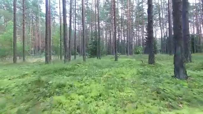 森林中的树木之间的飞行