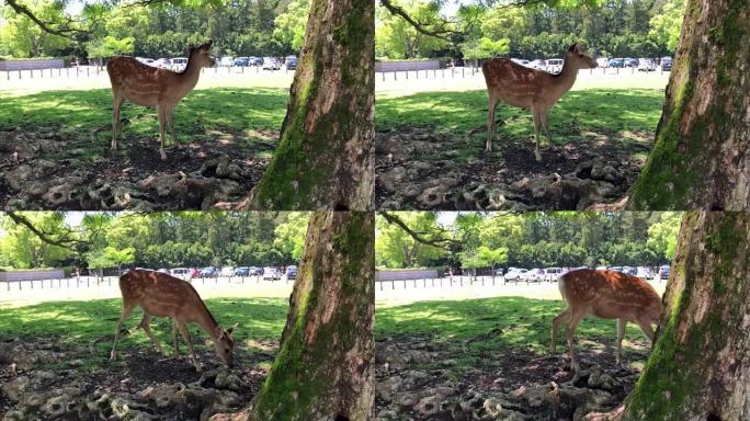 奈良的一只幼鹿