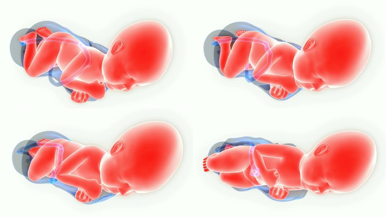 正常分娩和阴道分娩解剖