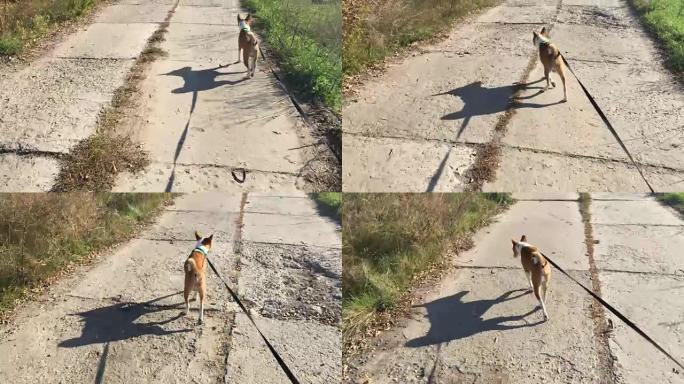 Basenji狗在水泥路上用铅奔跑