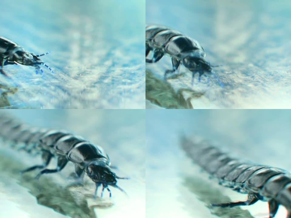 甲壳虫幼虫行走-宏观，NTSC