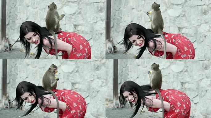 旅游妇女喂养和玩一群顽皮的猴子