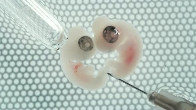 在培养皿中，两个胚胎，其中一个被注射了用于研究的药物
