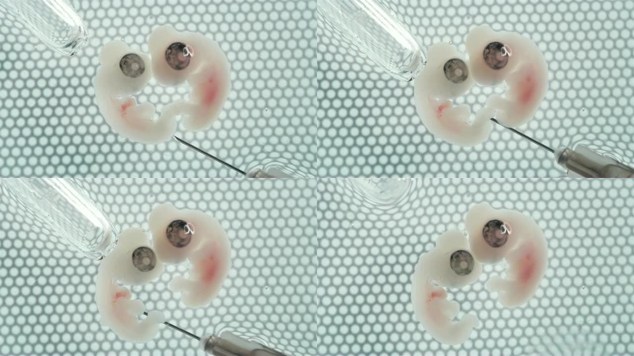 在培养皿中，两个胚胎，其中一个被注射了用于研究的药物