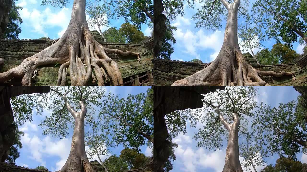 柬埔寨暹粒吴哥通综合大楼Prasat Ta Prohm的大树