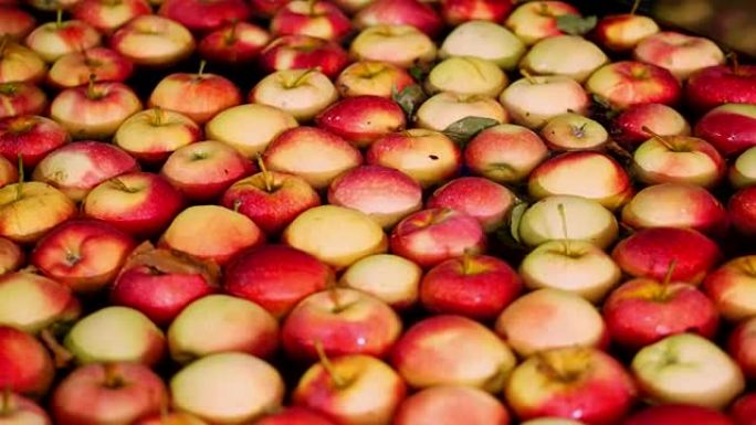 新鲜采摘的苹果收获。在水果生产厂，特殊浴室，水果仓库的包装桶中清洗苹果的过程。在工厂分拣苹果。食品工