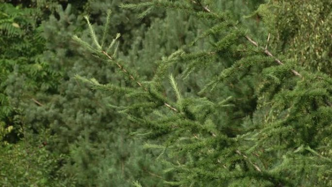 落叶松树绿色的树枝。落叶松植物树枝和树叶。松科木本植物属。落叶松或落叶松树枝，有细细的针状绿色叶子。