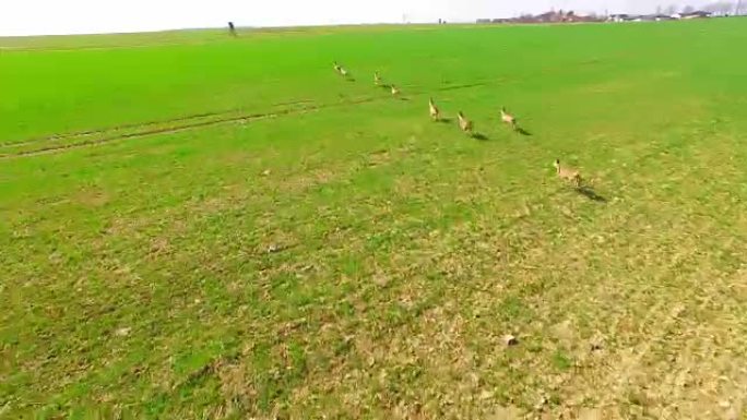 摄像机飞越绿野上的鹿群。中欧的野生动物。