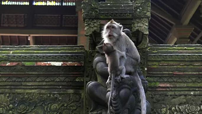 一只雌性猕猴在巴厘岛乌布的猴子森林中抱着婴儿